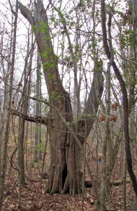 Old Cedar tree